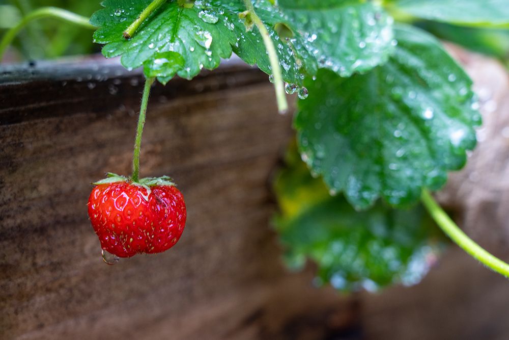 Issaquah- Washington State- USA. Ripe strawberry- with raindrops- ready to harvest.